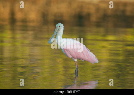 Roseate Spatola (Platalea ajaja) capretti in piedi in acqua poco profonda con verdi alberi riflessa Foto Stock