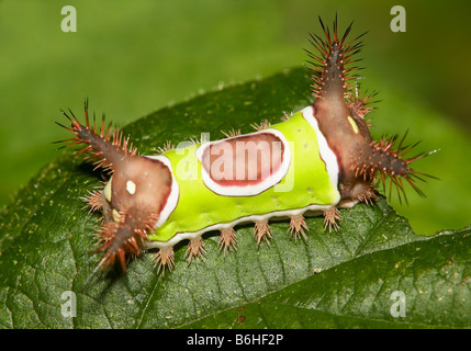 A doppio spiovente Tarma (Acharia stimulea) caterpillar (larva) su un parzialmente mangiato leaf Foto Stock