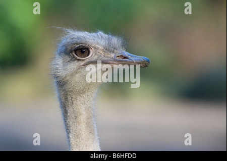 In prossimità di uno struzzo Foto Stock