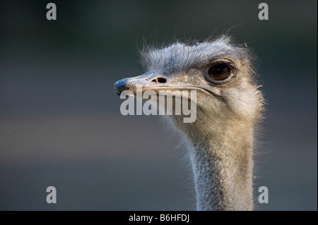 In prossimità di uno struzzo Foto Stock