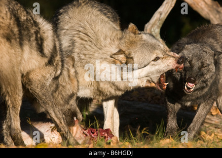 Pack di legname lupi ad una carcassa di cervo il maschio alfa snarls e affondi al lupo omega Foto Stock