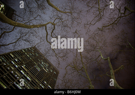 Vista notturna fino a WR Grace edificio e rami di alberi in Bryant Park NEW YORK (per solo uso editoriale) Foto Stock