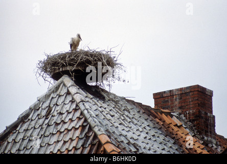 Cicogna nel nido sul tetto di casa in Germania si suppone di portare la buona fortuna per la famiglia. Foto Stock