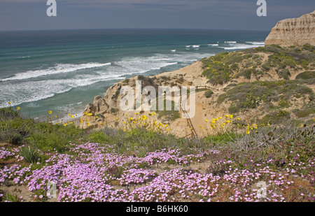 CALIFORNIA - ricoperto di fiori delle colline che si affacciano sull'Oceano Pacifico e la spiaggia Trail a Torrey Pines State Reserve. Foto Stock