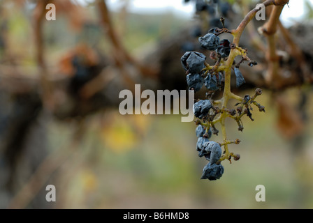 Vecchio uva lasciata sulle vigne. Adelaide Hills regione vinicola, Sud Australia Foto Stock