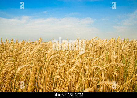 Golden campo di grano sotto un cielo blu Foto Stock