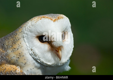 Primo piano di un bellissimo barbagianni Tyto alba Foto Stock