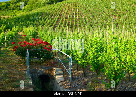 Vigneti lungo il fiume Mosella in Germania Foto Stock