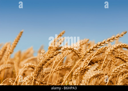Golden campo di grano sotto un cielo blu Foto Stock