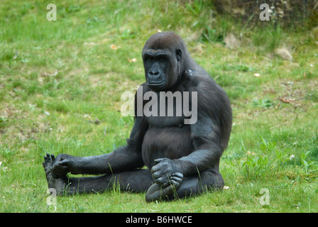 In prossimità di un grande gorilla femmina Foto Stock