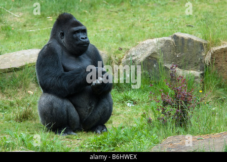 In prossimità di un grande gorilla maschio Foto Stock