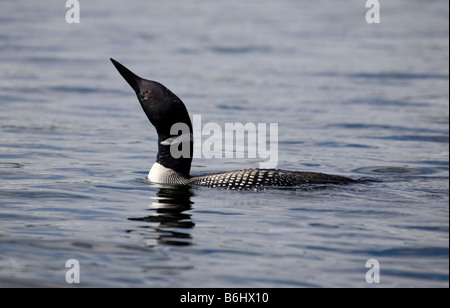 Great Northern Diver a Sharbot Lago Ontario Canada Foto Stock