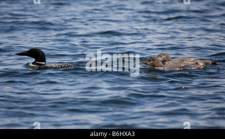 Great Northern subacqueo con due giovani a Sharbot Lago Ontario Canada Foto Stock