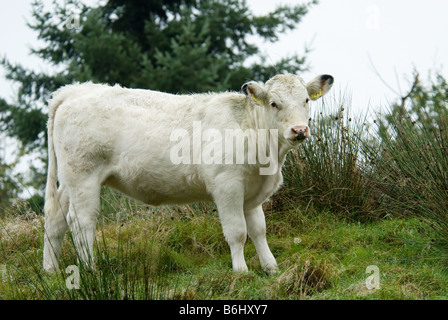 Bella mucca bianca sulla cima di una collina Foto Stock