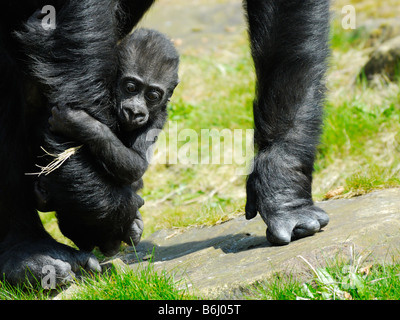 Un simpatico baby gorilla di attesa alla madre Foto Stock