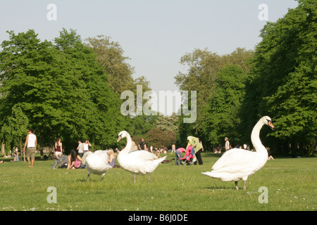 Cigni in campo a Hyde Park, i visitatori in background, London, England, Regno Unito Foto Stock