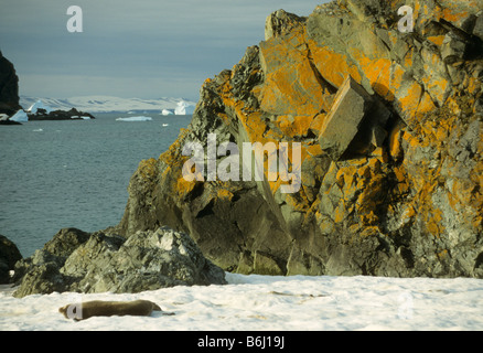 Il Lichen su una roccia un Miers Bluff, Livingston Island, Antartide, con una piccola guarnizione di Weddell o destra Foto Stock