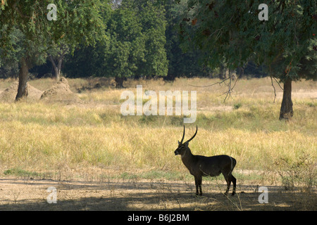 Un maschio Waterbuck e suo allevamento allevamento in Zimbabwe il Parco Nazionale di Mana Pools. Foto Stock