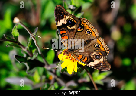 Buckeye comune appoggiata su un fiore Foto Stock