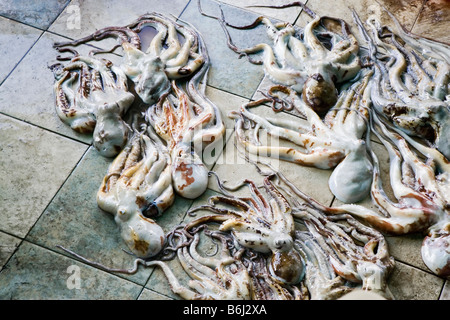 Fresche polpi stabilite per la vendita sul piano del principale mercato del pesce nel maschio (la capitale delle Maldive) Foto Stock