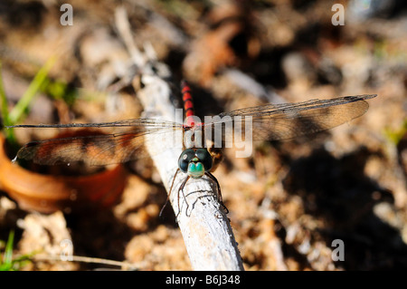 Di fronte blu Meadowhawk poggiante su un ramoscello mentre fissando la camara Foto Stock