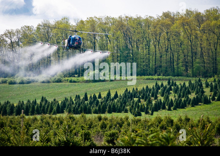 Bassa battenti elicottero SPRAY ANTIPARASSITARIO chimico su tree farm foresta. Foto Stock