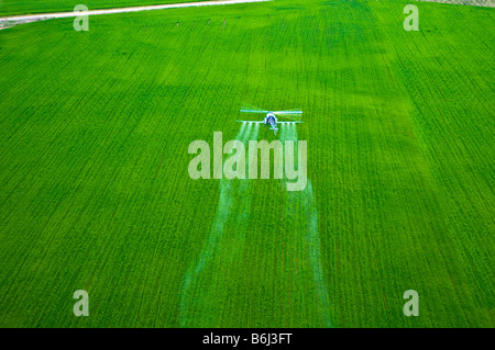 Bassa battenti elicottero SPRAY ANTIPARASSITARIO chimico su tree farm foresta. Foto Stock