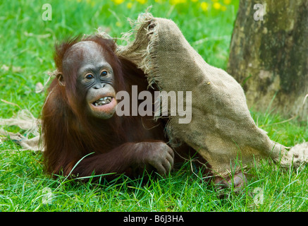 Carino baby orangutan giocando sull'erba Foto Stock