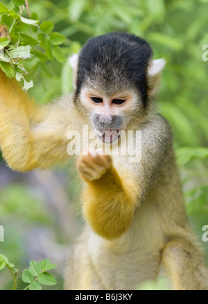 Carino Scimmia di scoiattolo Saimiri sottofamiglia saimiriinae Foto Stock