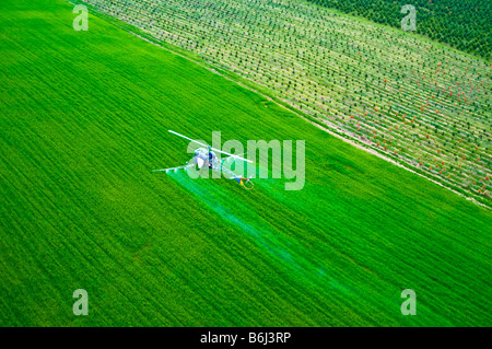 Bassa battenti elicottero SPRAY ANTIPARASSITARIO chimico su tree farm foresta. Foto Stock