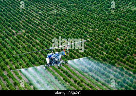 Bassa battenti elicottero SPRAY ANTIPARASSITARIO chimico su tree farm foresta. Foto Stock