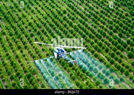 Bassa battenti elicottero SPRAY ANTIPARASSITARIO chimico su tree farm foresta. Foto Stock