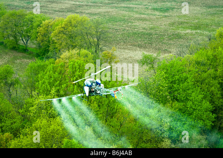 Bassa battenti elicottero SPRAY ANTIPARASSITARIO chimico su tree farm foresta. Foto Stock