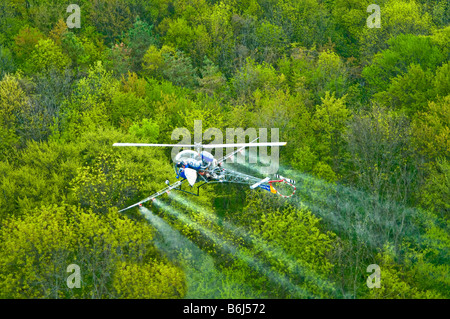 Bassa battenti elicottero SPRAY ANTIPARASSITARIO chimico su tree farm foresta. Foto Stock