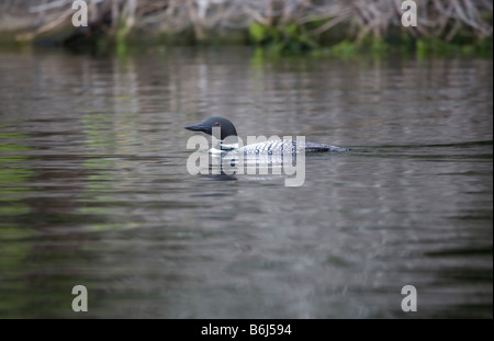 Great Northern Diver a Sharbot Lago Ontario Canada Foto Stock