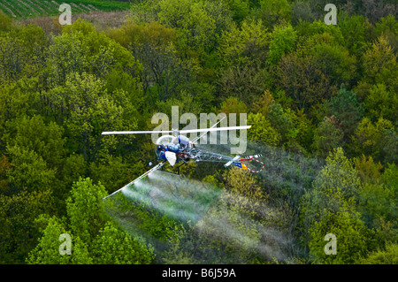 Bassa battenti elicottero SPRAY ANTIPARASSITARIO chimico su tree farm foresta. Foto Stock