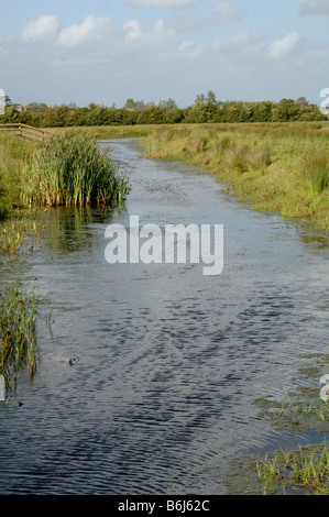 Hermo Newport Zone Umide Riserva Naturale Nazionale Newport Wales UK Europa Foto Stock