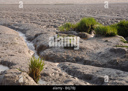 Mudflat Goldcliff Gwent livelli Newport Wales UK Europa Foto Stock