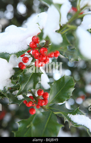 Inverno Natale dettaglio coperta di neve holly filiali Foto Stock