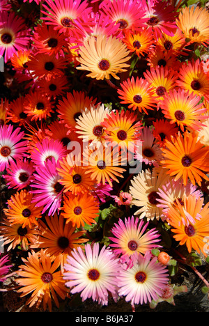 Un bellissimo display luminoso Mesembryanthemum colorati fiori in un giardino Helensburgh Scotland Regno Unito Foto Stock
