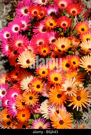 Un bellissimo display luminoso Mesembryanthemum colorati fiori in un giardino Helensburgh Scotland Regno Unito Foto Stock