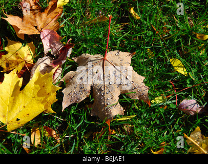 Goccioline di acqua delicato equilibrio su un Maple Leaf sull'erba in autunno in Vermont Stati Uniti America STATI UNITI D'AMERICA Foto Stock