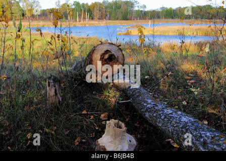 Beaver pond nel nord del Minnesota Foto Stock