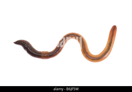 1 un unico grande lombrico wurm WORM regenwurm su sfondo bianco ritaglio ritagliare la messa a terra molti garden esca disgustoso scivoloso Bir Foto Stock