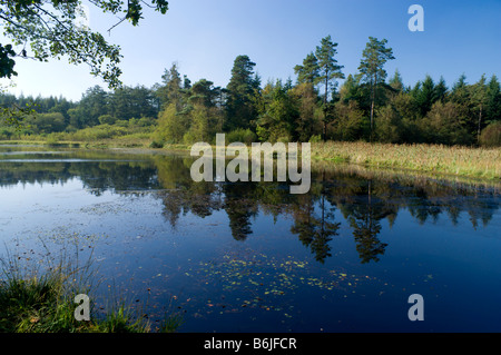 Pysgodlyn mawr lago hensol forest Vale of Glamorgan s GALLES Foto Stock