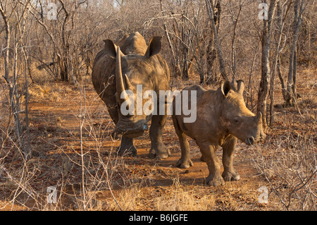 La fauna selvatica di rinoceronte bianco Rhino Ceratotherium simum sud Africa sud africa bush mammifero madre con bambino di vitello cub giovani Foto Stock