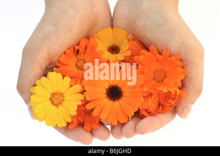 Tenendo Le calendule Calendula officinalis Foto Stock