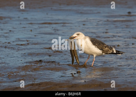 Lesser Black Backed Gull Larus fuscus mangiare un anguilla catturata sulla North Norfolk Coast Foto Stock