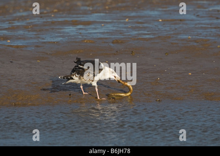 Lesser Black Backed Gull Larus fuscus mangiare un anguilla catturata sulla North Norfolk Coast Foto Stock