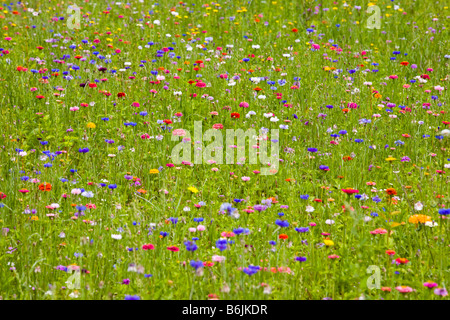 E Cornflowers Zinnias in un maggese di Auvergne (Puy de Dôme - Francia). Bleuets et Zinnias dans une jachère d'Auvergne (Francia). Foto Stock